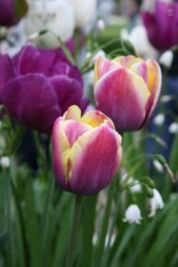 Bild von Tulipa  Atlantis