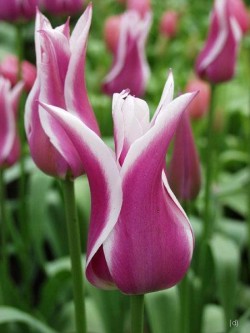 Bild von Tulipa  Bleu-Aimable