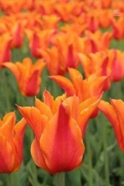 Bild von Tulipa  Ballerina