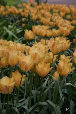 Bild von Tulipa batalinii Bright-Gem