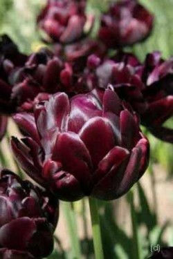 Bild von Tulipa  Black-Hero