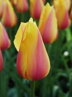 Bild von Tulipa  Blushing-Lady
