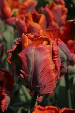 Bild von Tulipa  Blumex