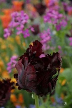 Bild von Tulipa  Black-Parott