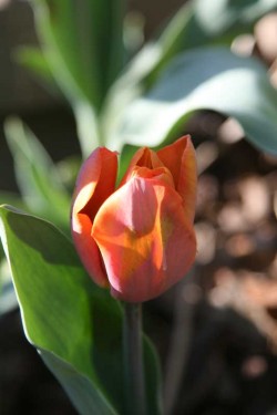 Bild von Tulipa  Beauty-Queen