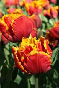Bild von Tulipa  Bright-Parrot