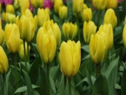 Bild von Tulipa  Candela