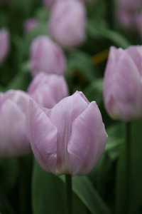 Bild von Tulipa  Candy-Price