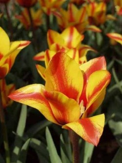 Bild von Tulipa  Cape-Cod