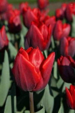 Bild von Tulipa  Couleur-Cardinal