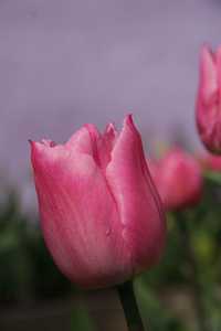 Bild von Tulipa  Christmas-Dream