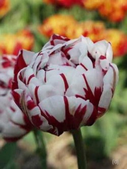 Bild von Tulipa  Carnaval-de-Nice