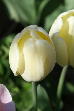 Bild von Tulipa  Cheers