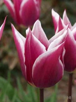 Bild von Tulipa  Claudia