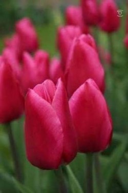 Bild von Tulipa  Christmas-Marvel