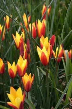 Bild von Tulipa clus. Tubergen