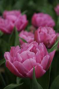 Bild von Tulipa  Double-Price