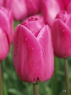 Bild von Tulipa  Don-Quichotte