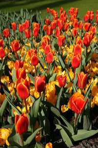 Bild von Tulipa  Early-Harvest