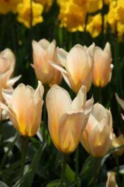 Bild von Tulipa  Für-Elise