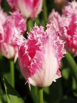 Bild von Tulipa  Fancy-Frills