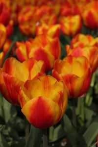 Bild von Tulipa  Flair