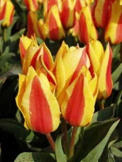 Bild von Tulipa  First-Love