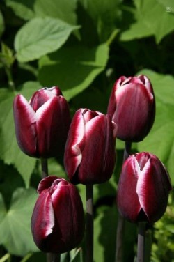 Bild von Tulipa  Fontainebleau