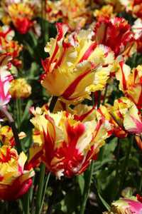 Bild von Tulipa  Flaming-Parrot