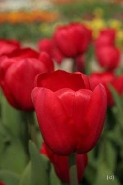 Bild von Tulipa  Friso