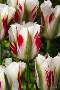 Bild von Tulipa  Flaming-Springgreen