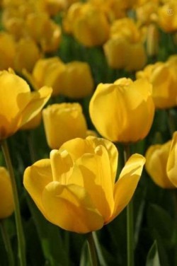 Bild von Tulipa  Golden-Apeldoorn