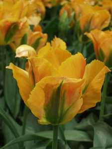 Bild von Tulipa  Golden-Artist