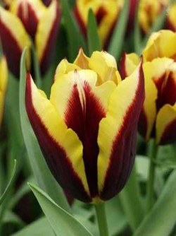 Bild von Tulipa  Gavota