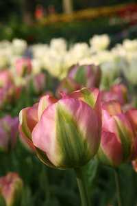 Bild von Tulipa  Groenland