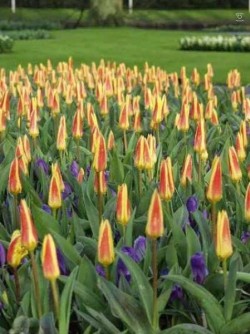 Bild von Tulipa  Guiseppe-Verdi