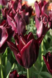 Bild von Tulipa  Havran