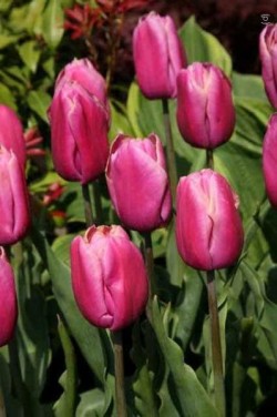 Bild von Tulipa  Holland-Beauty