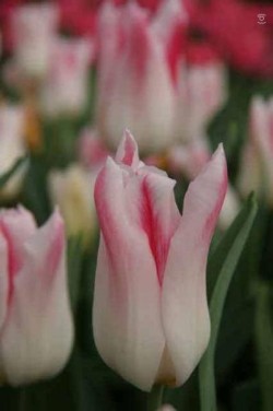 Bild von Tulipa  Holland-Chic