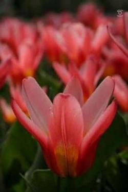 Bild von Tulipa  Heart