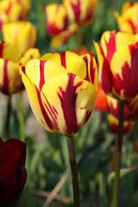 Bild von Tulipa  Helmar