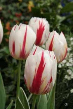 Bild von Tulipa  Happy-Generation