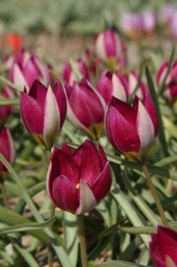 Bild von Tulipa humilis Persian-Pearl