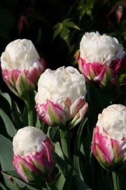 Bild von Tulipa  Ice-Cream