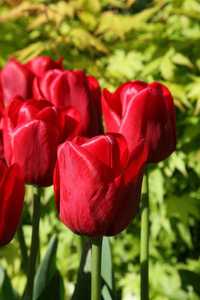 Bild von Tulipa  Ile-de-France