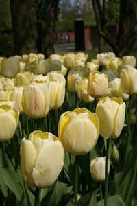 Bild von Tulipa  Ivory-Floradale