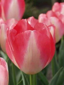 Bild von Tulipa  Judith-Leister