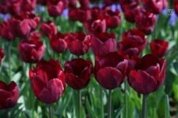 Bild von Tulipa  Jan-Reus