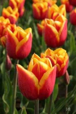 Bild von Tulipa  Kees-Nelis