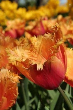 Bild von Tulipa  Lambada